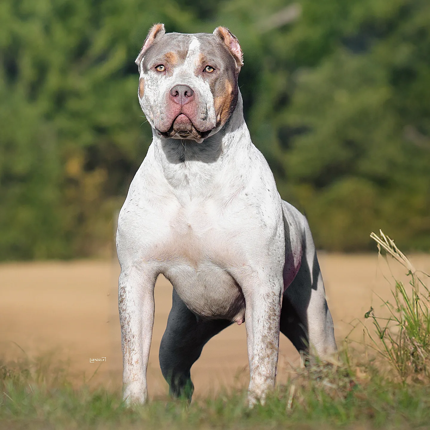 Portrait of Bossy’s Bambina with a green background